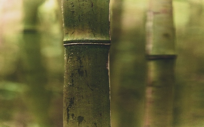 Guadua-y-Bamboo-37