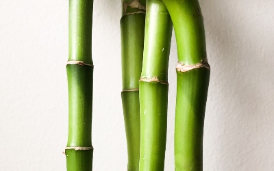Guadua-y-Bamboo-6-1-1