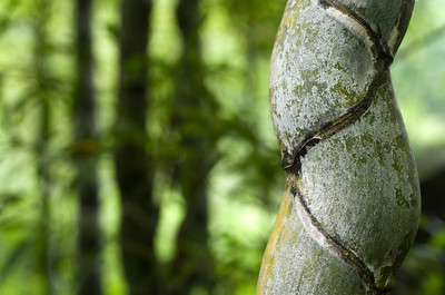 bamboo-1