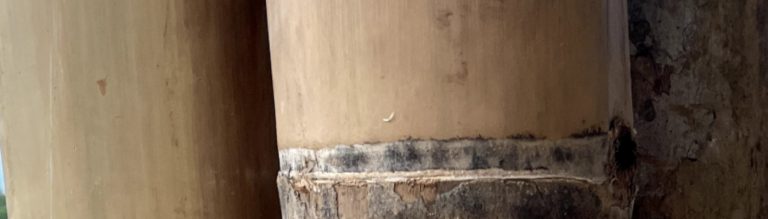 guadua y bambu colombia (1)