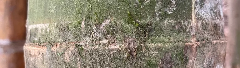 superficie del nodo o nudo de una guadua angustifolia