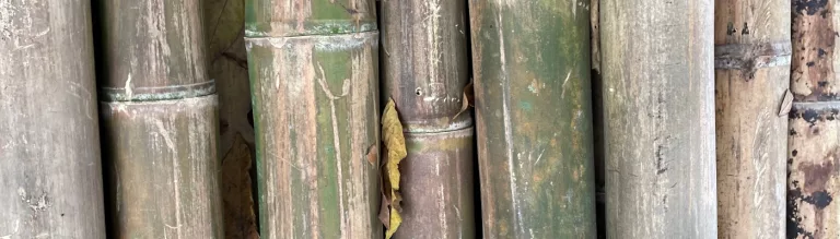 Guadua y bambu en la construccion sostenible y la silvicultura