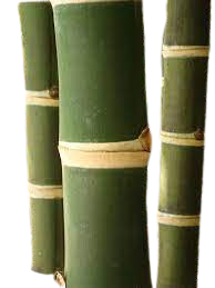 guadua angustifolia en colombia